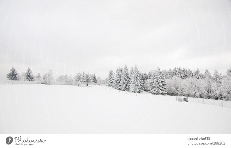 Winter in Thuringia 4 Calm Mountain Landscape Snow Snowfall Forest Cold Fir tree blue spruce Spruce Fairy tale Enchanted forest Subdued colour Exterior shot