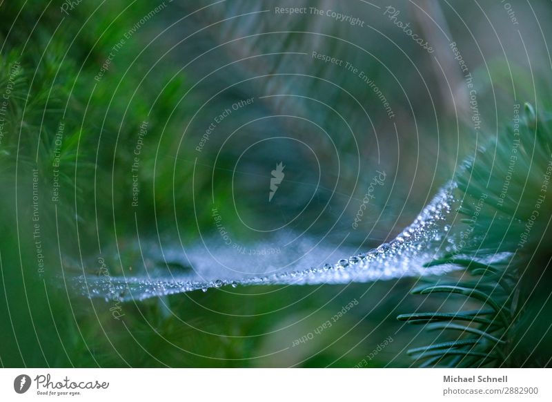 Dew drops in the spider's web Environment Nature Plant Water Drops of water Spring Sustainability Wet Natural Green Ease Calm Power Spider's web Fragile