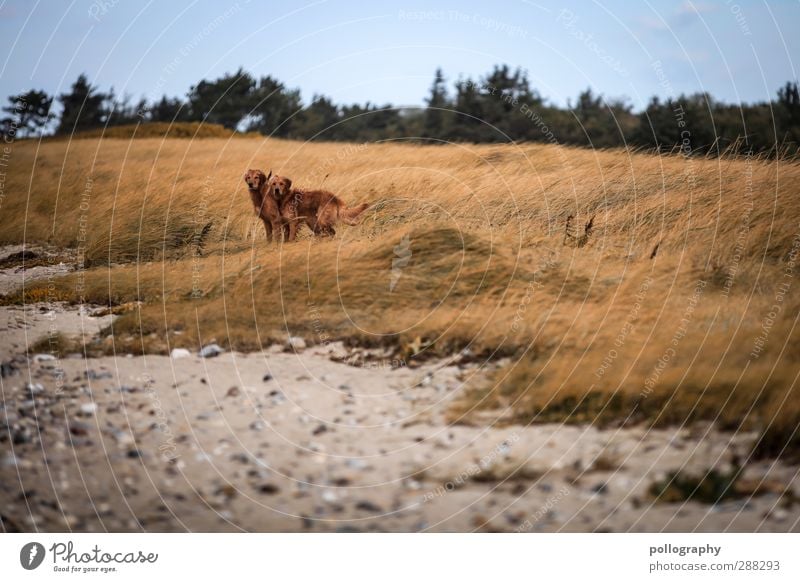 holiday trip Vacation & Travel Tourism Trip Adventure Far-off places Freedom Beach Nature Landscape Plant Cloudless sky Meadow Field Coast Animal Pet Dog 2 Pack