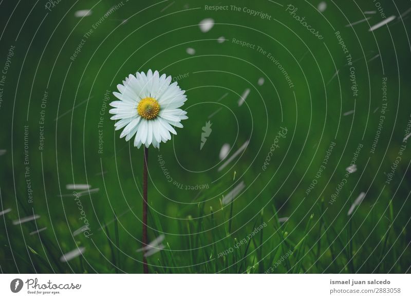 daisy flower plant in springtime Daisy Family Flower White Blossom leave Plant Garden Floral Nature Decoration Romance Beauty Photography Fragile Fresh