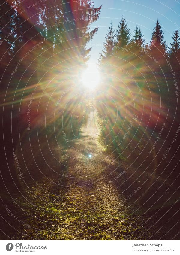 Sunlight in the forest Environment Nature Landscape Forest Esthetic Beautiful forest bath Sunset Sunbeam Sunbathing Back-light Tree Coniferous trees Footpath