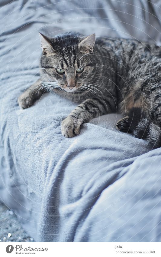 couchsurfer Flat (apartment) Sofa Animal Pet Cat 1 Relaxation Lie Esthetic Blue Gray Colour photo Interior shot Deserted Copy Space bottom Day Animal portrait