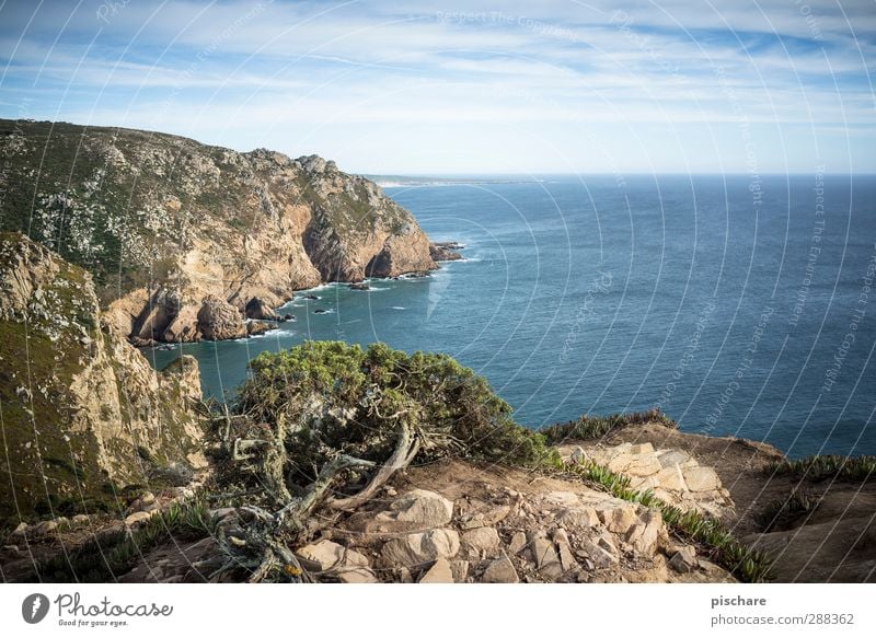 quite western Landscape Summer Beautiful weather Bushes Coast Ocean Sharp-edged Wanderlust Freedom Nature Far-off places Portugal Colour photo Exterior shot