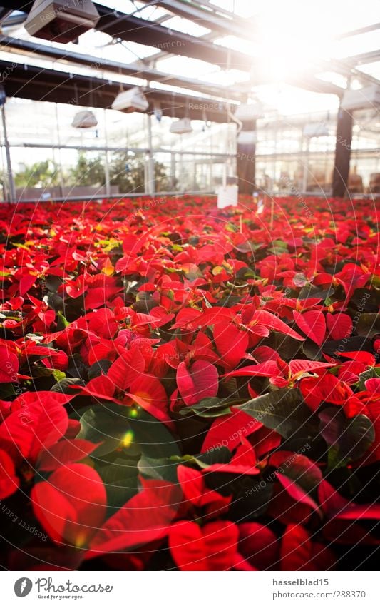 Poinsettias Greenhouse 2 Academic studies Laboratory Work and employment Gardening Environment Nature Plant Animal Sun Pot plant Growth Christmas & Advent