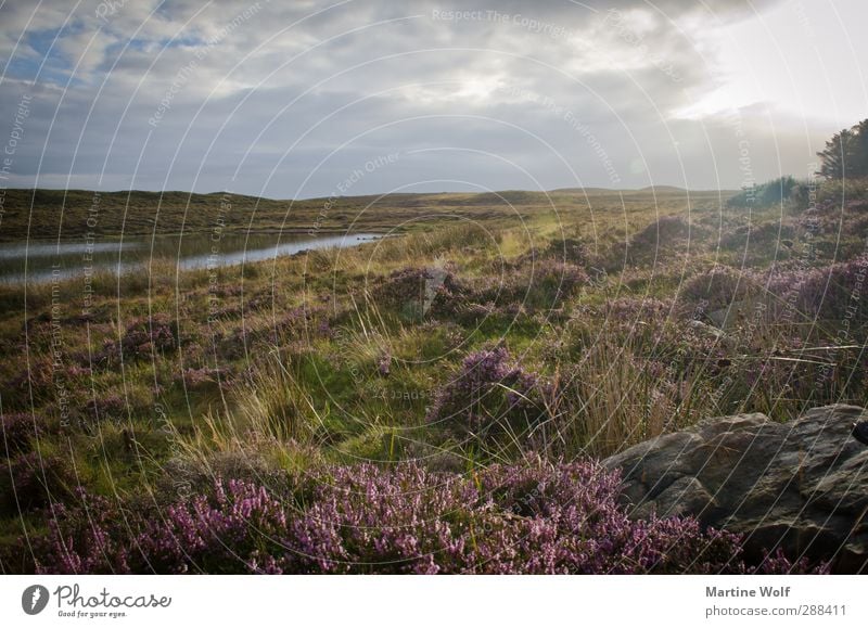 oh holde Heide Vacation & Travel Trip Far-off places Freedom Environment Nature Landscape Plant Sun Bushes Foliage plant Wild plant Heathland Pond Great Britain