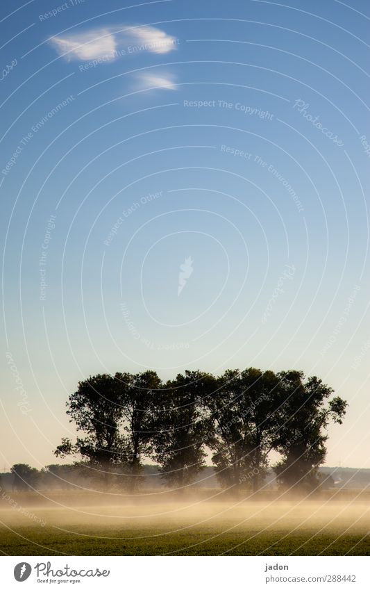 the white mist wonderful. Landscape Plant Elements Sky Clouds Autumn Fog Tree Field Fantastic Blue Moody Horizon Nature Avenue Brandenburg Morning fog