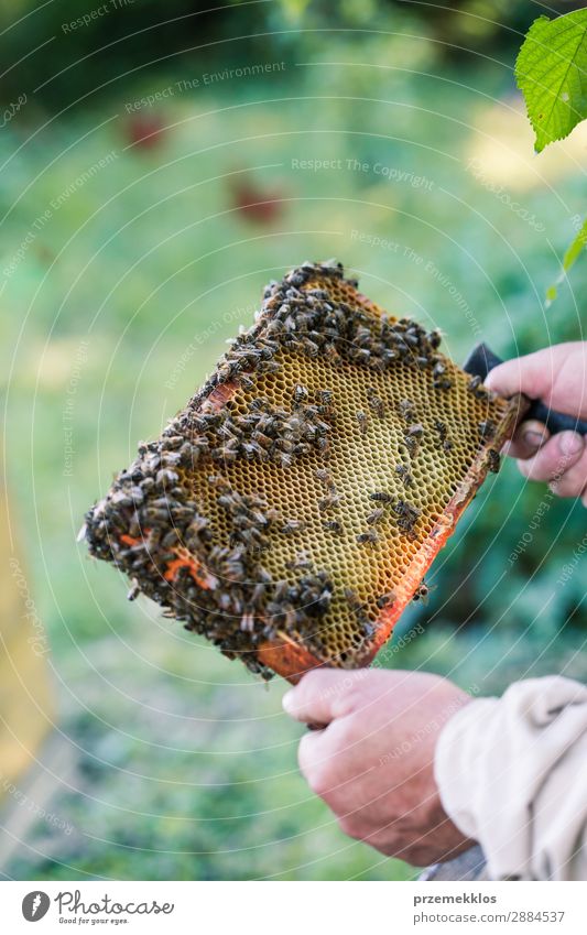 Beekeeper working in apiary Summer Work and employment Human being Man Adults Nature Animal Draw Natural agriculture Apiary apiculture bee yard bee-garden