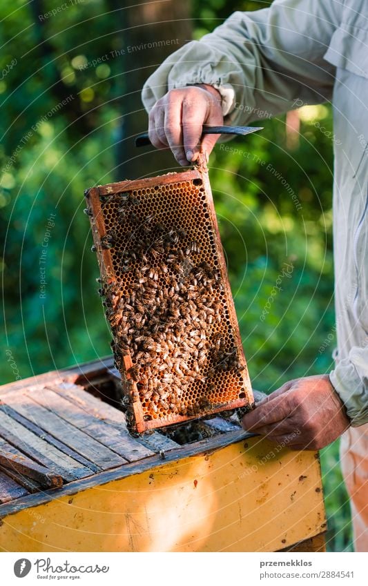 Beekeeper working in apiary Summer Work and employment Human being Man Adults Nature Animal Draw Natural agriculture Apiary apiculture bee yard bee-garden