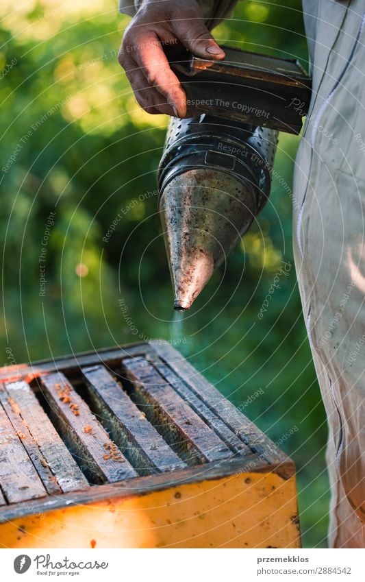 Beekeeper working in apiary Summer Work and employment Human being Man Adults Nature Animal Draw Natural agriculture Apiary apiculture bee yard bee-garden