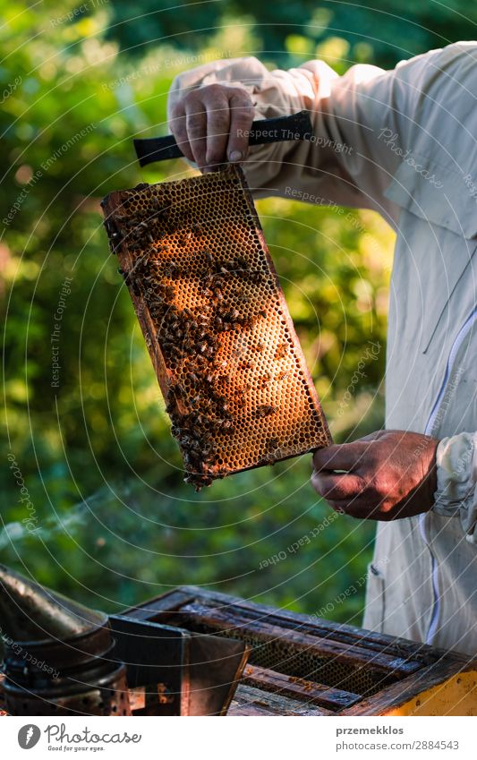 Beekeeper working in apiary Summer Work and employment Human being Man Adults Nature Animal Draw Natural agriculture Apiary apiculture bee yard bee-garden