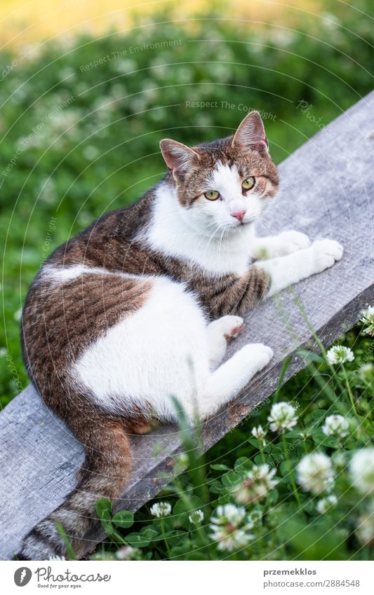 Cat lying on a plank outdoors looking at camera Beautiful Life Nature Animal Grass Pet Funny Cute Gray Green Delightful Domestic furry Kitten Lie (Untruth)