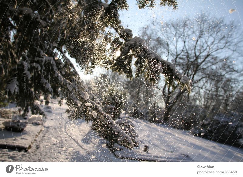 just snowy Winter Sunlight Weather Beautiful weather Ice Frost Snow Snowfall Moody Joy Idyll Fir tree Snowflake Pensive Smoothness Colour photo Exterior shot