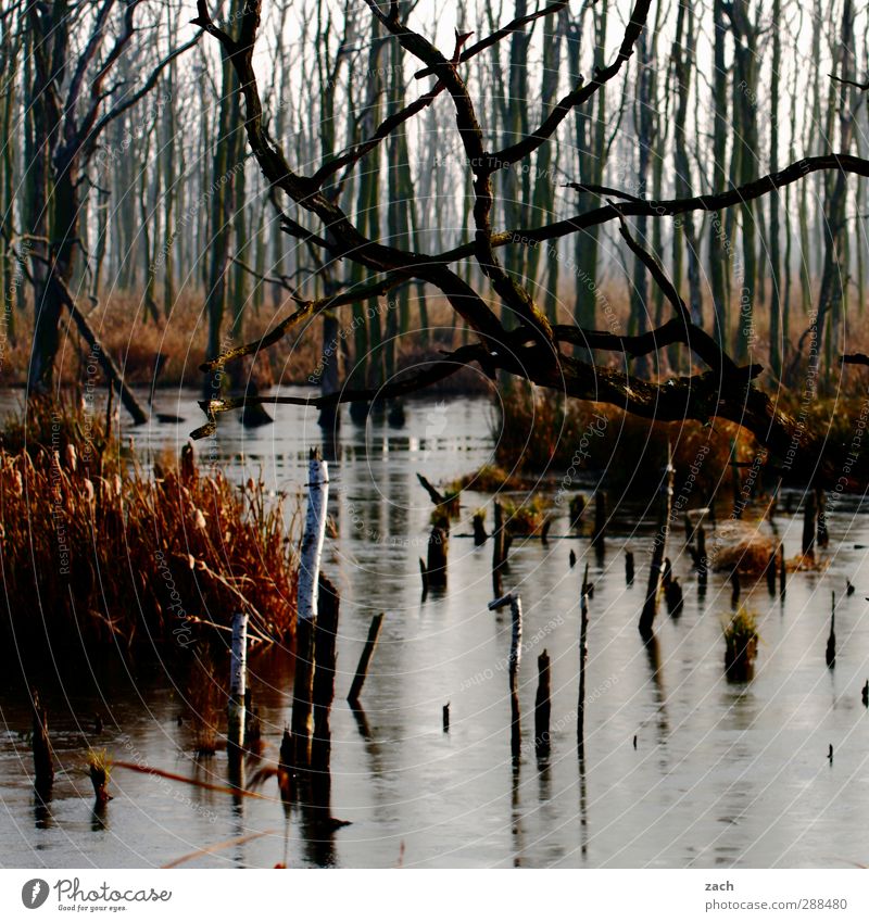 autumn Environment Nature Landscape Bad weather Fog Plant Tree Moss Birch tree Birch wood Forest Bog Marsh Wood Water Faded Brown Apocalyptic sentiment Decline