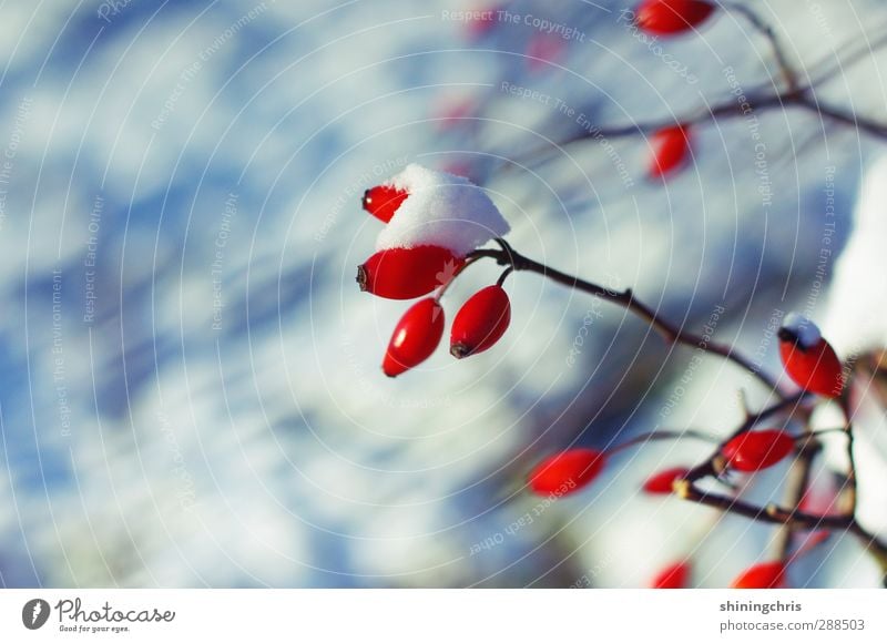 iced tea Nature Winter Snow Plant Rose hip Cold Blue Red White Contrast Exterior shot Copy Space left Day Light Shallow depth of field Central perspective