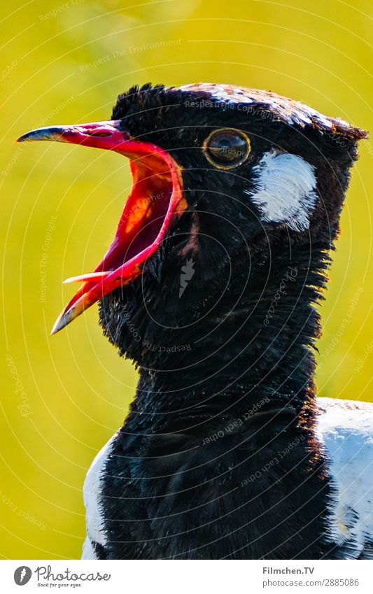 little bawler Animal Bird 1 Rutting season Communicate Scream Authentic Wild Yellow Red Black White Emotions Longing Loneliness Africa Etosha pan Namibia travel