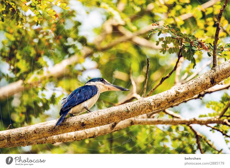 blue Animal portrait blurriness Sunlight Day Deserted Detail Close-up Exterior shot Colour photo Malaya Asia Blue pretty Fantastic Exotic Exceptional Kingfisher