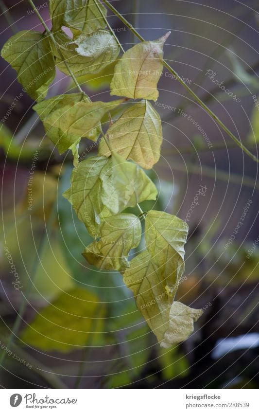 Leaves in winter Nature Plant Autumn Winter Bushes Leaf Foliage plant Dark Green To console Calm Pain Cold Feeble Limp Rough Colour photo Subdued colour