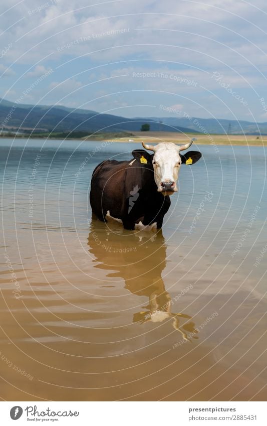 A Cow in the water Lifestyle Vacation & Travel Trip Adventure Far-off places Freedom Camping Summer Summer vacation Sun Sunbathing Nature Landscape Water Sky