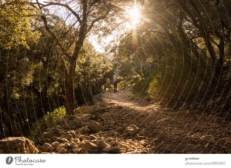 Hiking in the Serra de Tramuntana on Mallorca Human being Masculine Man Adults 1 Nature Landscape Earth Sunlight Tree Forest Rock Mountain Discover Free