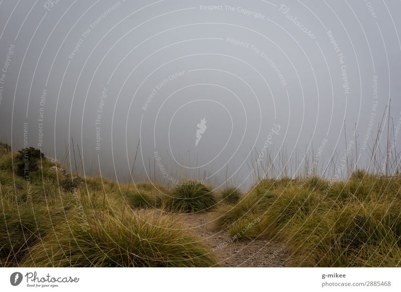 Hiking in the fog Nature Landscape Bad weather Fog Grass Foliage plant Mountain Discover Threat Dark Creepy Gloomy Fear Foggy landscape Loneliness Ambiguous