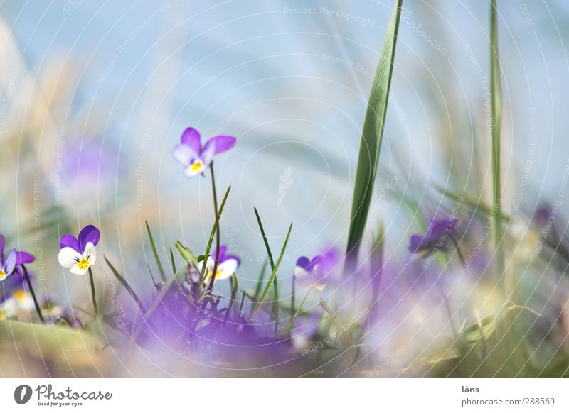 Hiddensee when I grow up. Environment Nature Landscape Plant Sky Spring Beautiful weather Flower Grass Coast Beach Baltic Sea Blossoming Blue Green Violet