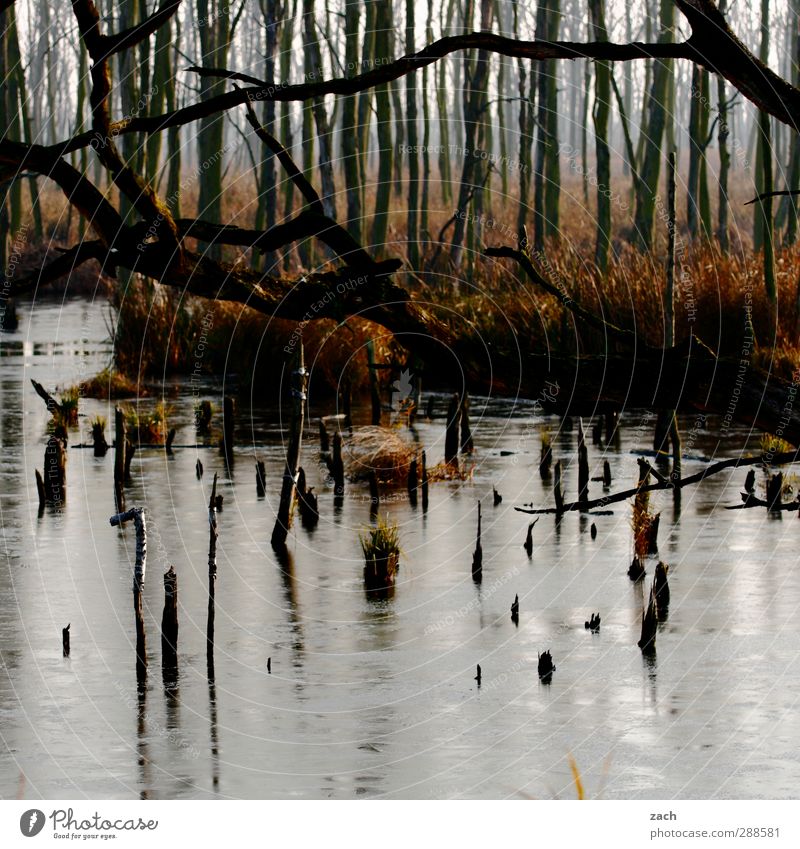 autumn Environment Nature Landscape Bad weather Fog Plant Tree Moss Birch tree Birch wood Forest Bog Marsh Wood Water Faded Brown Apocalyptic sentiment Decline