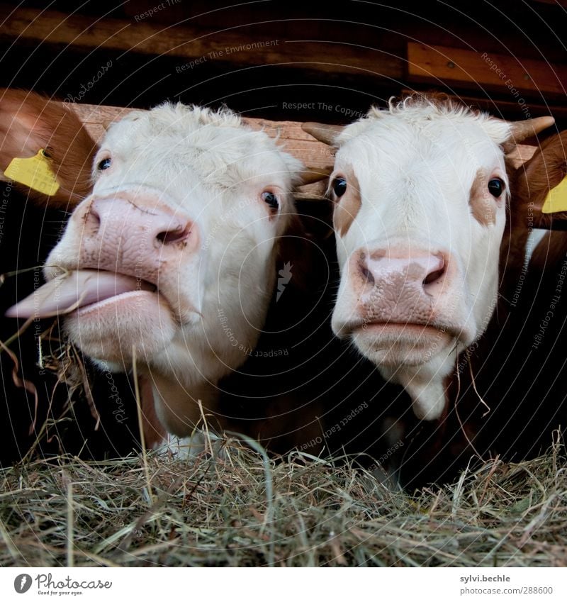 sweet tooth Environment Nature Animal Farm animal Cow 2 Observe To feed Feeding Looking Fat Together Funny Brown White Curiosity Interest Appetite Thirst