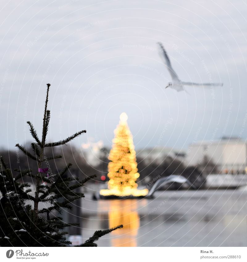 Christmas time in Hamburg Christmas & Advent Winter Ice Frost Tree Lake Bird 2 Animal Flying Illuminate Alster Seagull Fir tree Lighting Square Colour photo