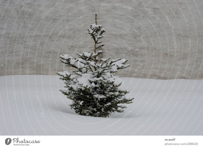 blow snow Plant Winter Snow Snowfall Tree Fir tree Christmas tree Village Wall (barrier) Wall (building) Facade Growth Gray Green White Loneliness Cold Calm