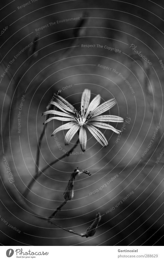 Where there's shadow, there's light. Plant Flower Blossom Dark Bright Beautiful Black White Illuminate Grief Death Sympathy Colour photo Black & white photo