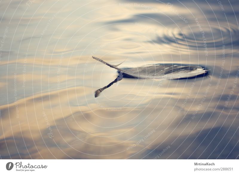 pirate in the water. Environment Nature Landscape Water Sky Clouds Storm clouds Pond Lake Brook River Happiness Metal coil Hover Float in the water Colour photo