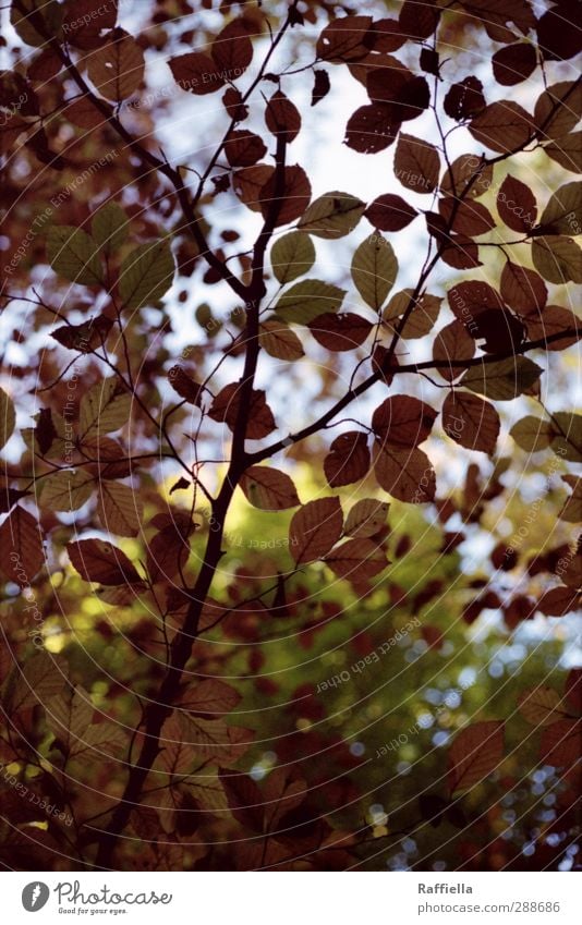 i'll stay here Environment Nature Elements Air Sky Plant Tree Beech tree Beech leaf Beech wood Illuminate Brown Green Transparent X-rayed Glimmer Branch