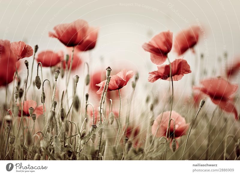 poppy field Summer Environment Nature Plant Spring Flower Wild plant Poppy Poppy blossom Poppy field Garden Park Meadow Field Blossoming Growth Fragrance