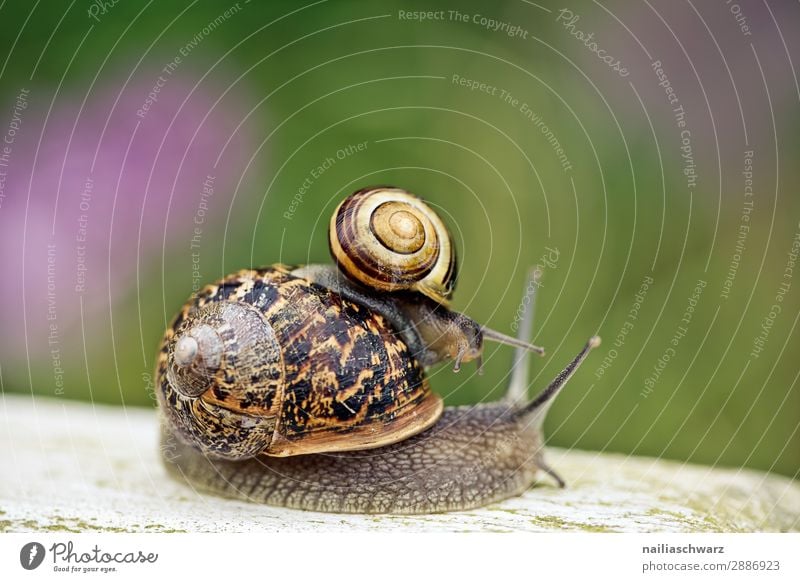 snails Summer Animal Spring Flower Grass Wild animal Snail Garden snail 2 Pair of animals Baby animal Animal family Running Relaxation Crouch Crawl