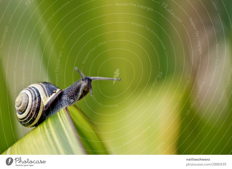 small snail Summer Environment Nature Plant Animal Spring Beautiful weather Grass Leaf Foliage plant Garden Park Meadow Wild animal Snail Mollusk Garden snail 1