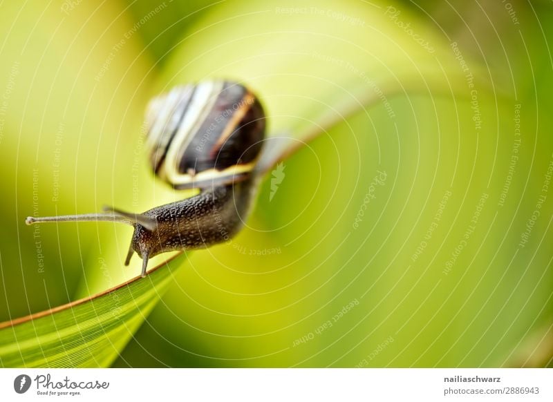 small snail Summer Environment Nature Animal Spring Grass Leaf Garden Park Meadow Wild animal Snail Garden snail Mollusk 1 Observe Discover To hold on To feed