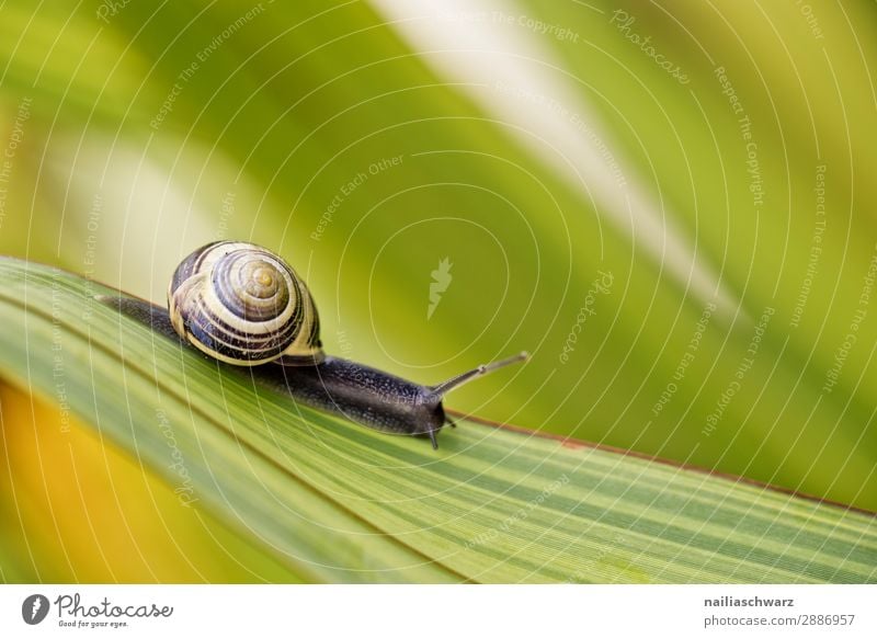 small snail Summer Environment Nature Plant Animal Spring Leaf Foliage plant Garden Park Meadow Snail Garden snail Mollusk 1 Baby animal Ornament Line Spiral