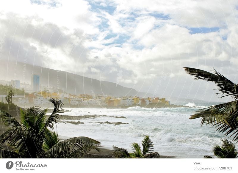 Puerto de la Cruz² Vacation & Travel Beach Landscape Water Sky Clouds Tree Exotic Palm tree Waves Coast Ocean Atlantic Ocean Tenerife Town Skyline