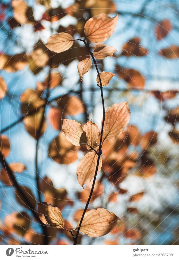 Everything is enlightened Environment Nature Plant Sky Autumn Beautiful weather Tree Bushes Leaf Wild plant Natural Dry Blue Brown Orange Happiness