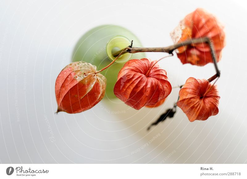 physalis Style Vase Faded To dry up Green Orange Transience Physalis Still Life Lampion Delicate Fragile Seed Colour photo Deserted Copy Space left