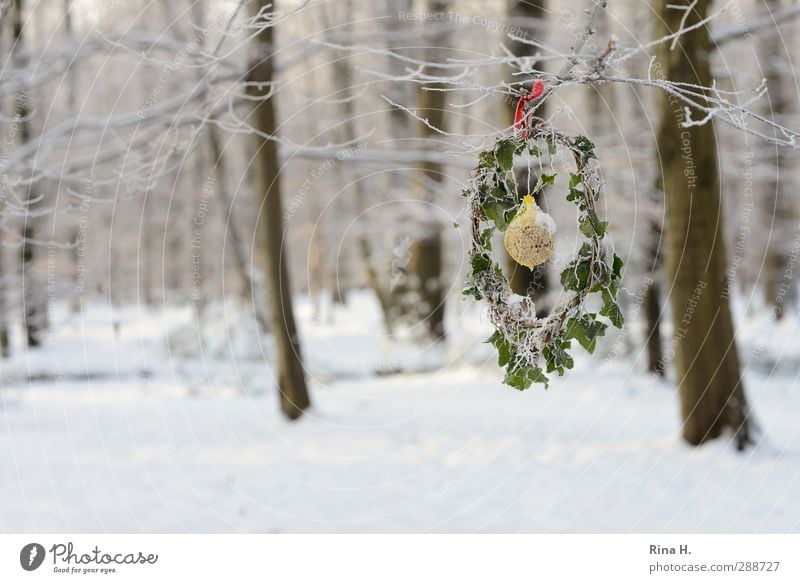 Chestnut dumplings Nutrition Nature Winter Beautiful weather Ice Frost Snow Forest Natural Compassion Birdseed Wreath Ivy Love of animals Colour photo