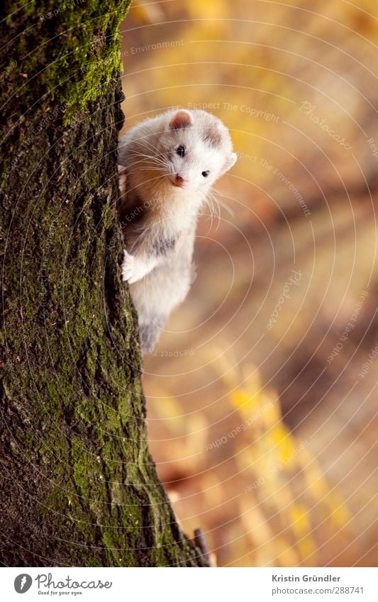 Ferrets at the tree Joy Happy Allergy Leisure and hobbies Adventure Hiking Circus Zoo Nature Landscape Autumn Garden Park Forest Animal Pet Wild animal