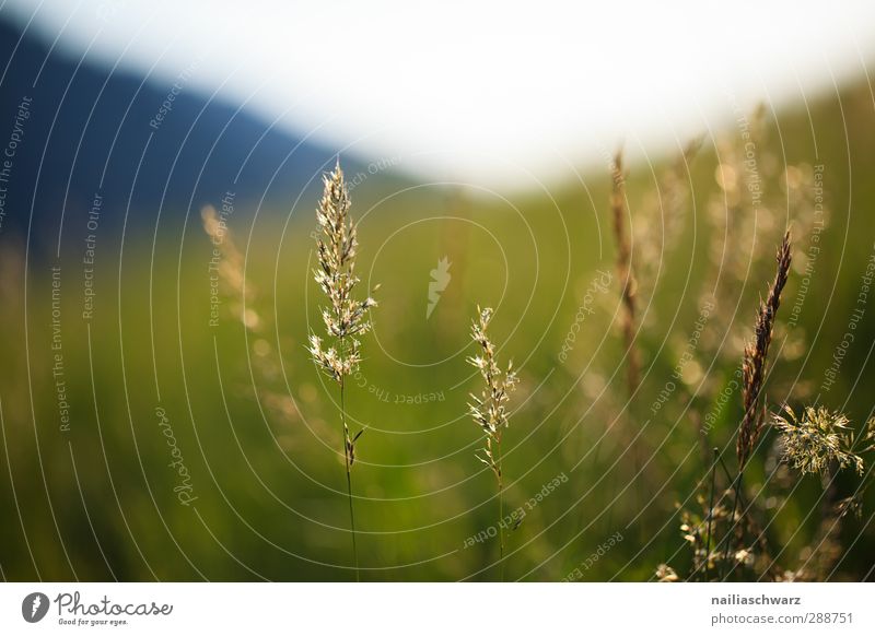 evening Environment Nature Landscape Plant Summer Beautiful weather Grass Wild plant Meadow Field Alps Mountain Glittering Illuminate Growth Fragrance Simple