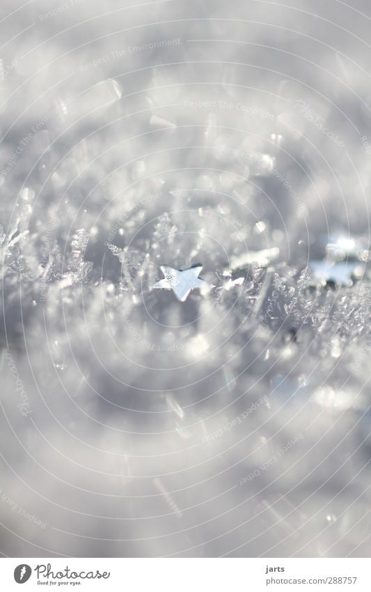 snow star Winter Ice Frost Snow Glittering Hope Desire Christmas & Advent Star (Symbol) Colour photo Exterior shot Close-up Detail Macro (Extreme close-up)