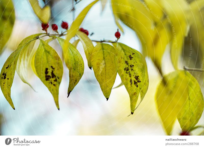 autumn leaves Nature Plant Autumn Tree Leaf Foliage plant Garden Park To fall Hang Faded Natural Beautiful Blue Multicoloured Yellow Green Happiness Romance