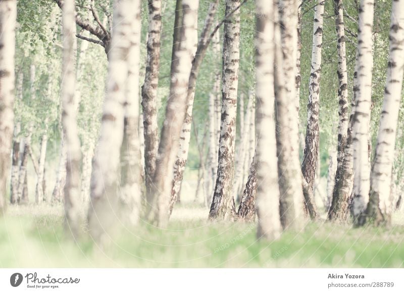 From searching and finding. Nature Summer Tree Grass Birch wood Birch tree Stand Growth Natural Green Black White Contentment Relaxation Idyll Calm Colour photo