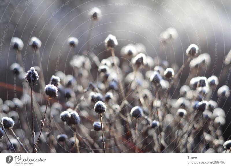 winterflower Nature Plant Winter Ice Frost Gray White Change Shriveled Faded Many Seasons Stalk Subdued colour Deserted Copy Space top Day Contrast Sunlight