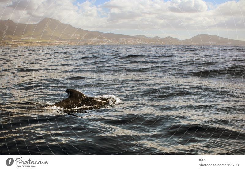 In the outdoor pool around the corner Nature Landscape Water Sky Clouds Hill Mountain Waves Coast Ocean Atlantic Ocean Island Animal Wild animal Whale