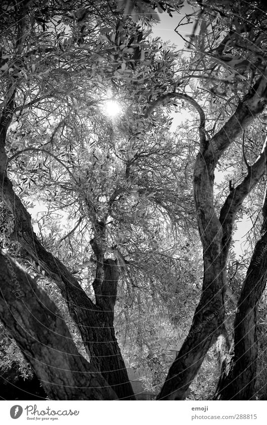 Athena Environment Nature Plant Tree Leaf Branch Black White Black & white photo Exterior shot Deserted Day Light Shadow Sunlight Sunbeam