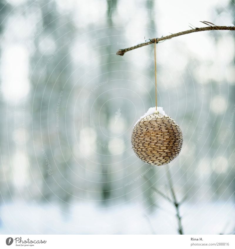 Jewelry Forest IV Christmas & Advent Nature Landscape Winter Ice Frost Snow Garden Hang Authentic Glittering Joie de vivre (Vitality) Anticipation